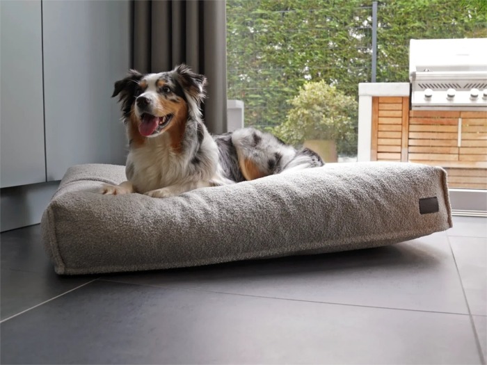 Dute Teddy Hundekissen