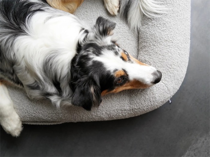 mypado Loui Teddy Hundebett
