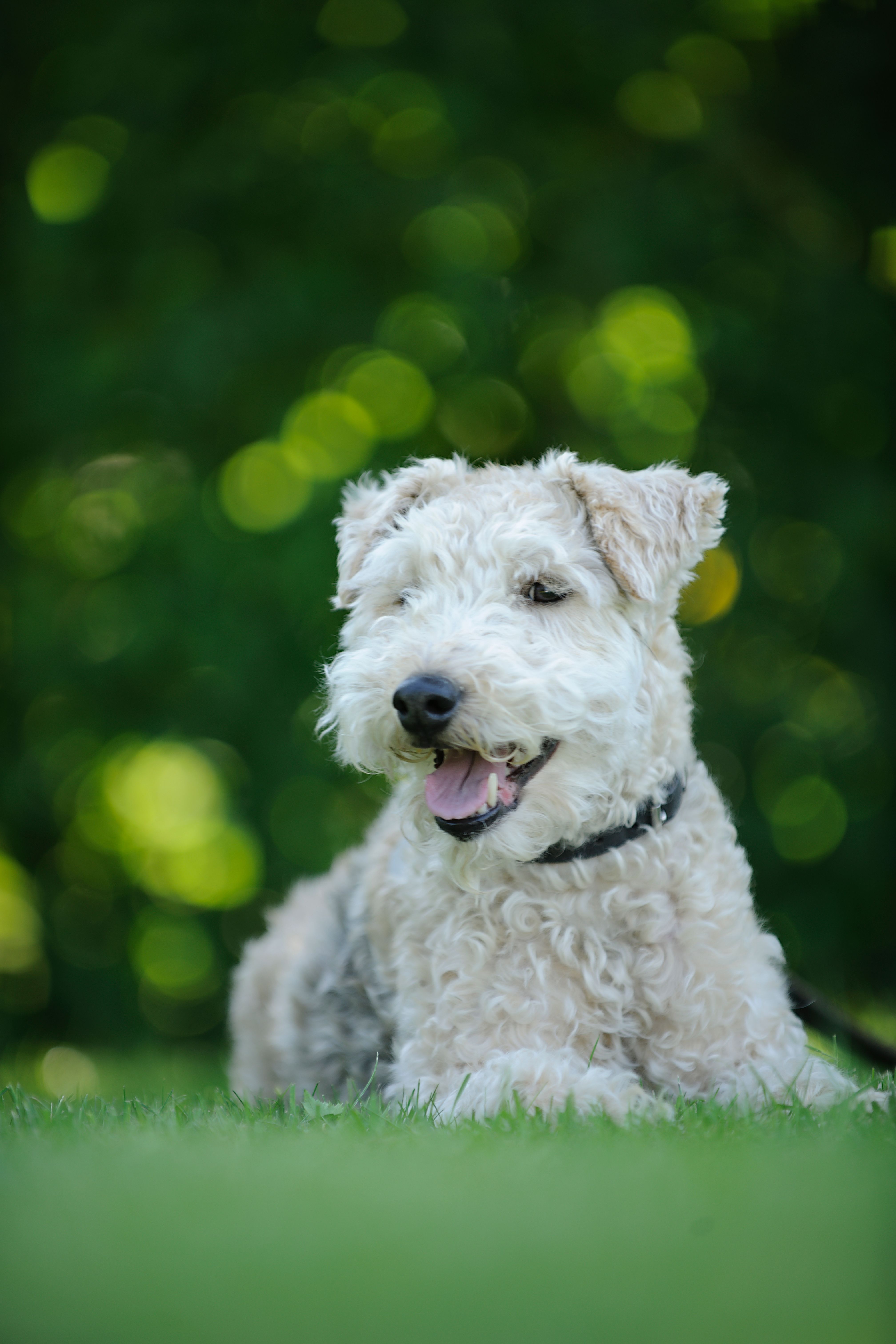 Hundewelt category icon/image