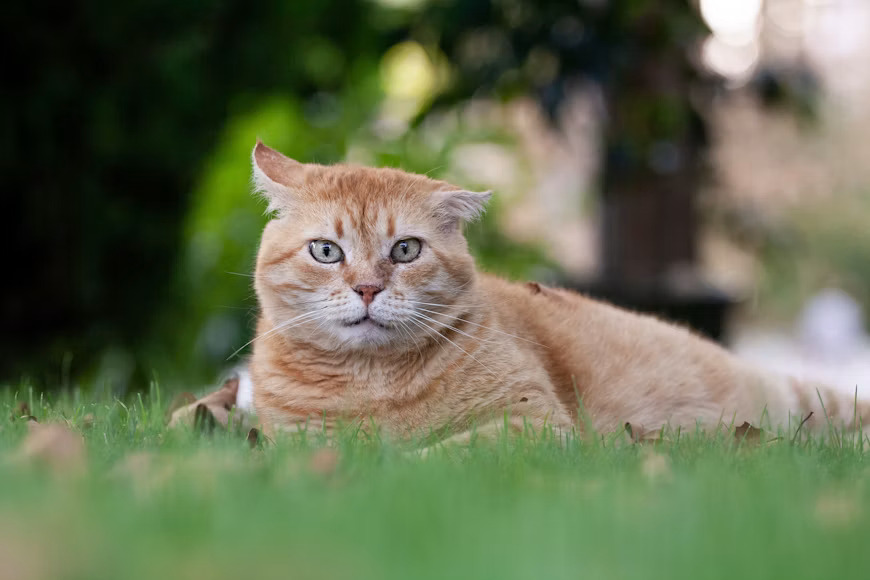 Katzenwelt category icon/image