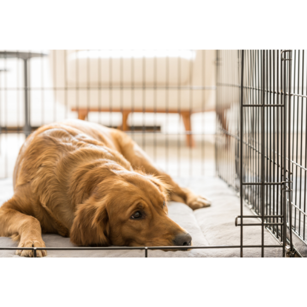 Hunde Transportbox -  61x42x49 cm  - 1 Türe - PVC-Schublade