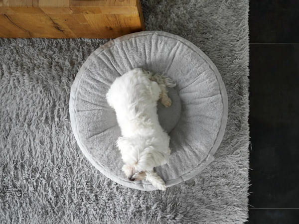 Mio Plush Hundekissen - div. Farben + Größen