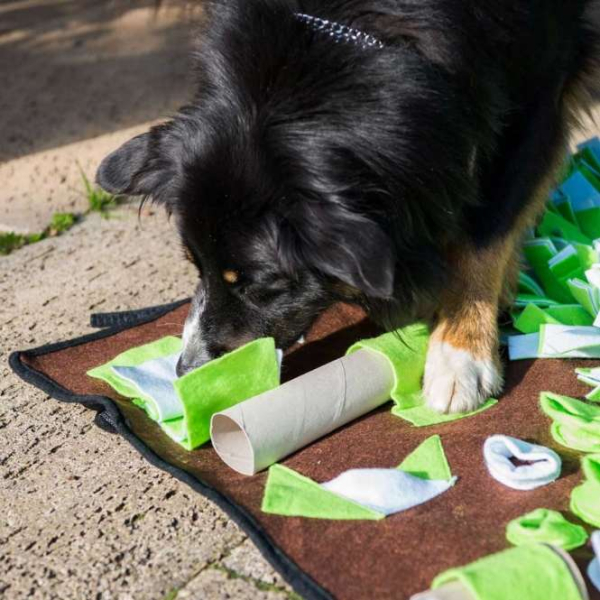 Intelligenzschnüffelmatte 80x80 cm